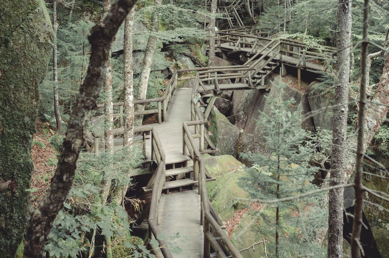 A wooden boardwalk with railings winds through a forested gorge at Lost River Gorge in New Hampshire.