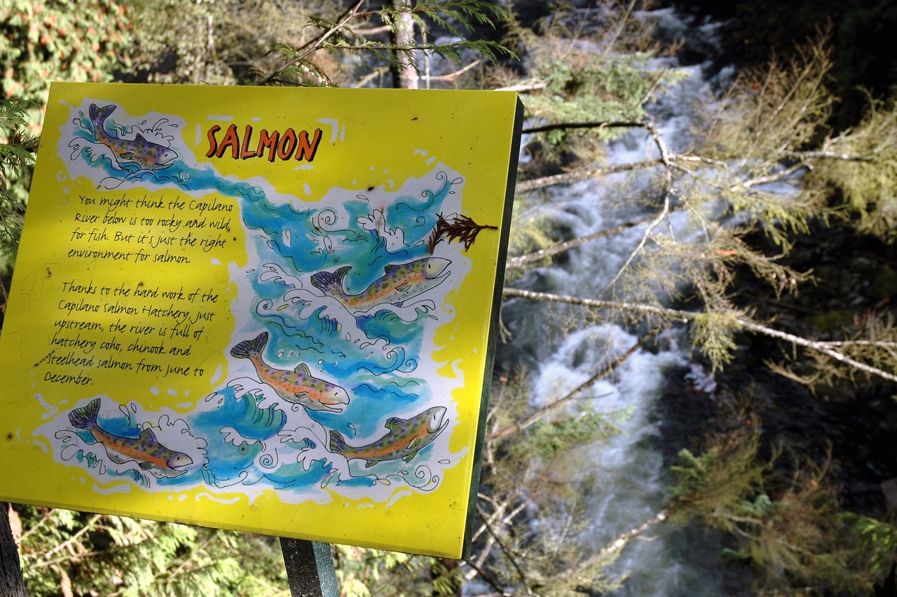 A sign about salmon at Capilano River, featuring illustrations and information about their habitat and migration.