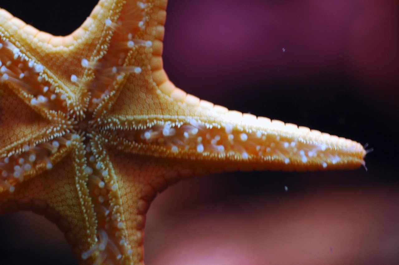 Close-up of an orange starfish with small white tube feet, taken at the Vancouver Aquarium.