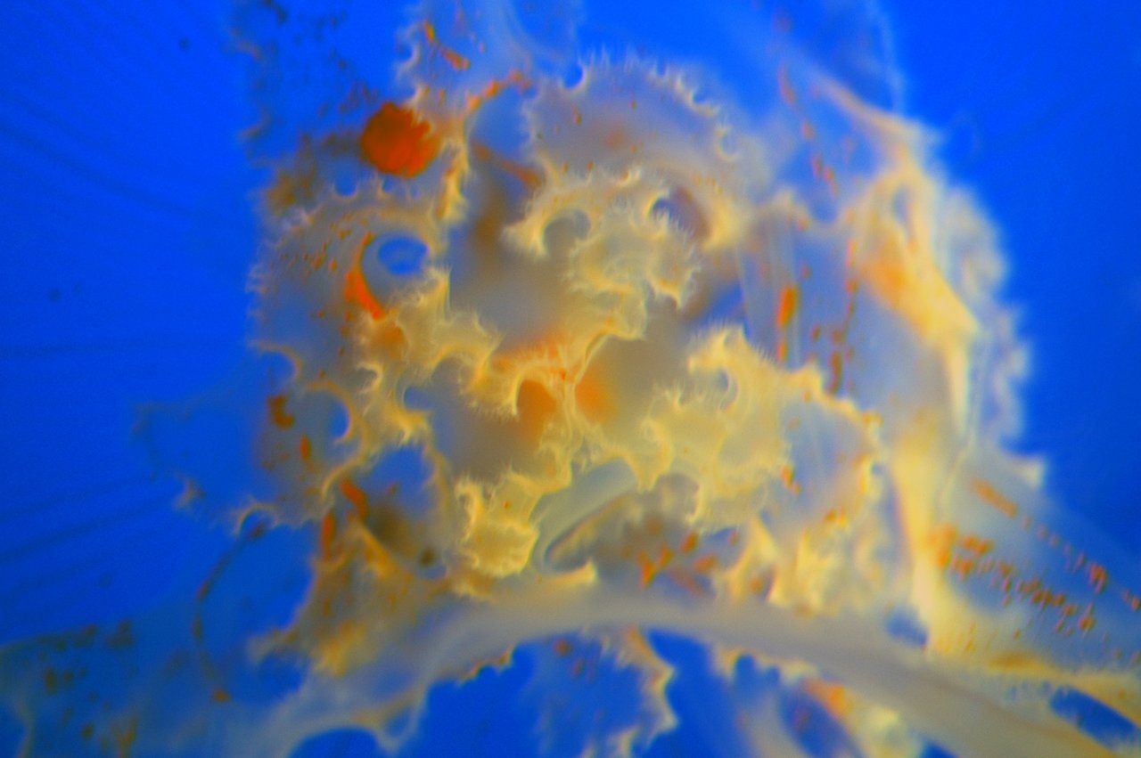 Close-up of a jellyfish with translucent, frilly tentacles and orange markings against a deep blue background.