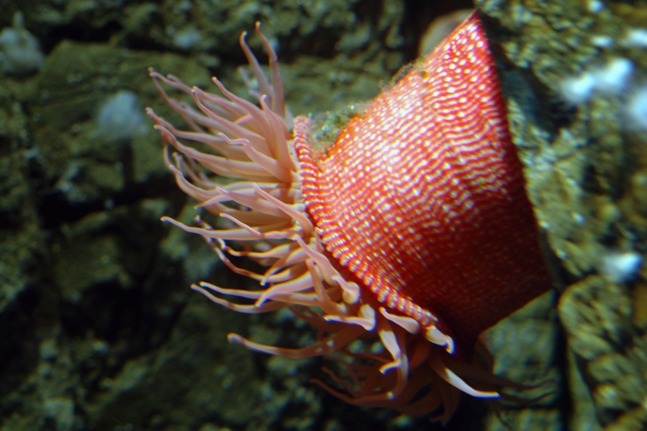 A red and pink sea anemone with flowing tentacles is attached to a rock in an aquarium.