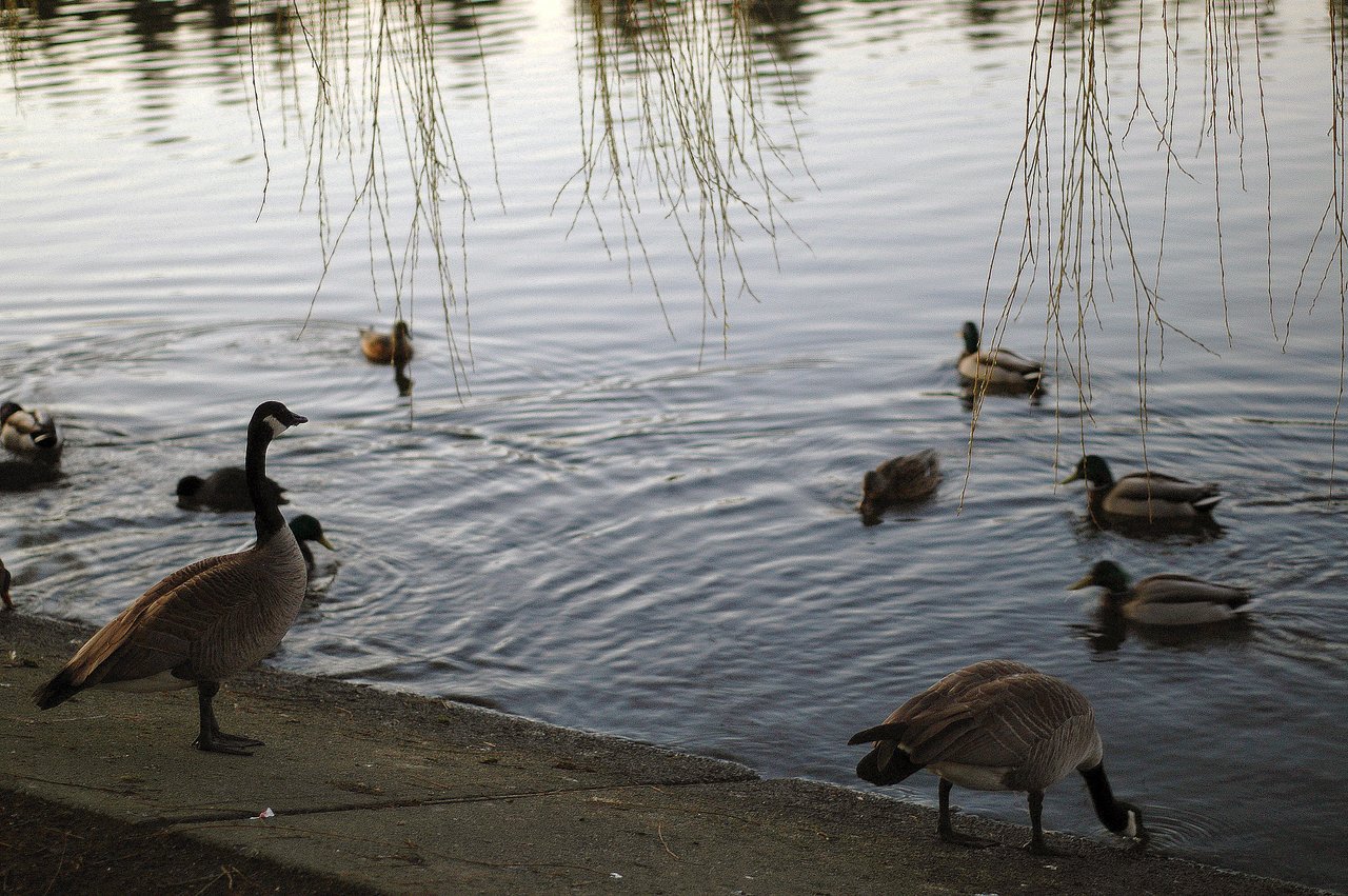 Two Canada geese stand by the water while several ducks swim nearby in Stanley Park.