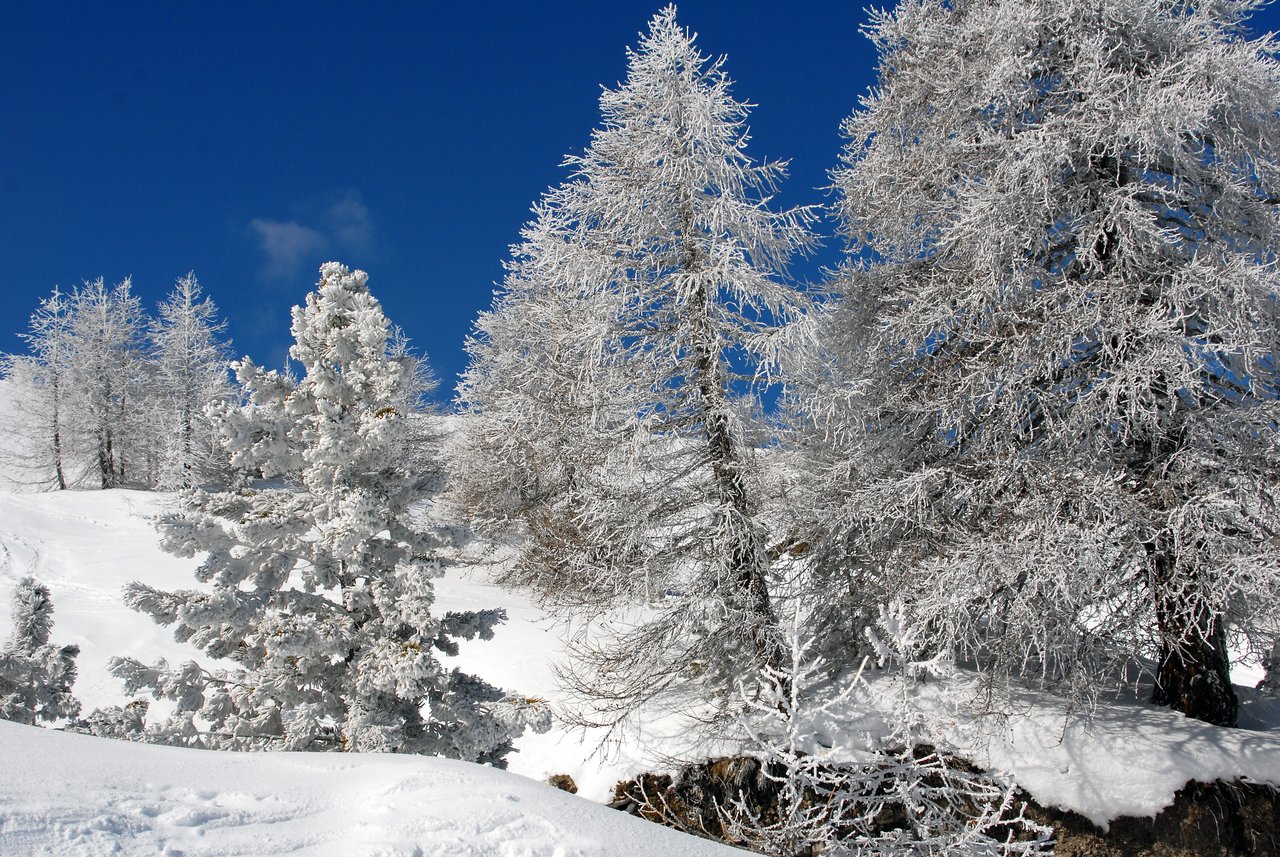 Snow-covered trees stand on a hillside under a clear blue sky.