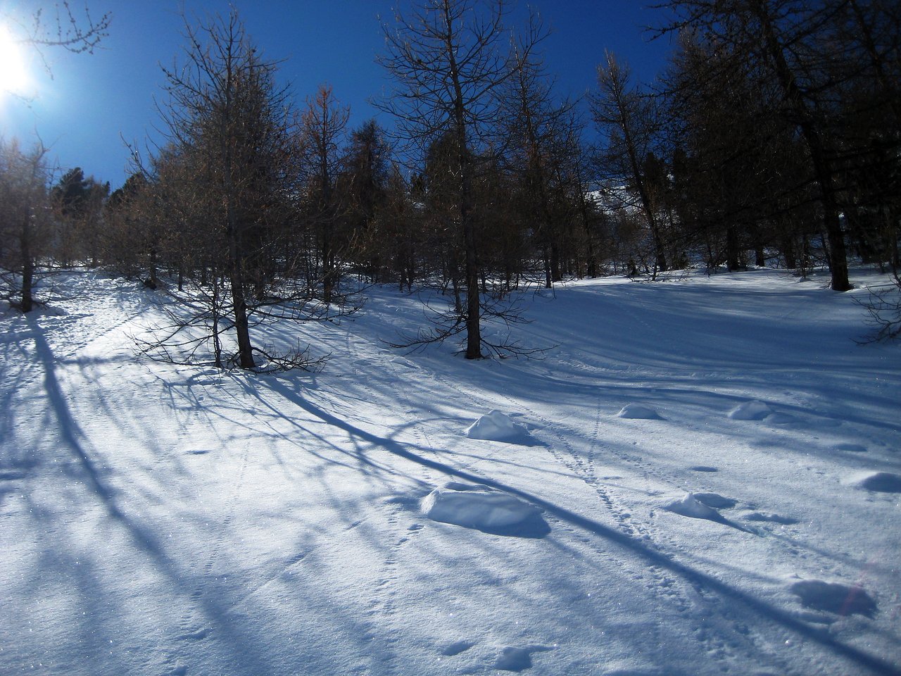 A snowy landscape with scattered trees casting long shadows under a bright blue sky.