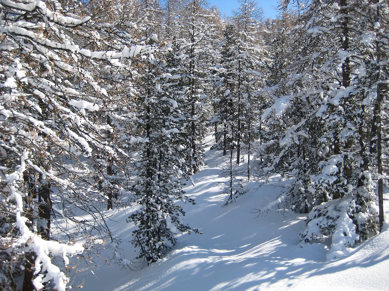 A forest covered in snow with tall trees and a narrow path leading through them under a clear sky.