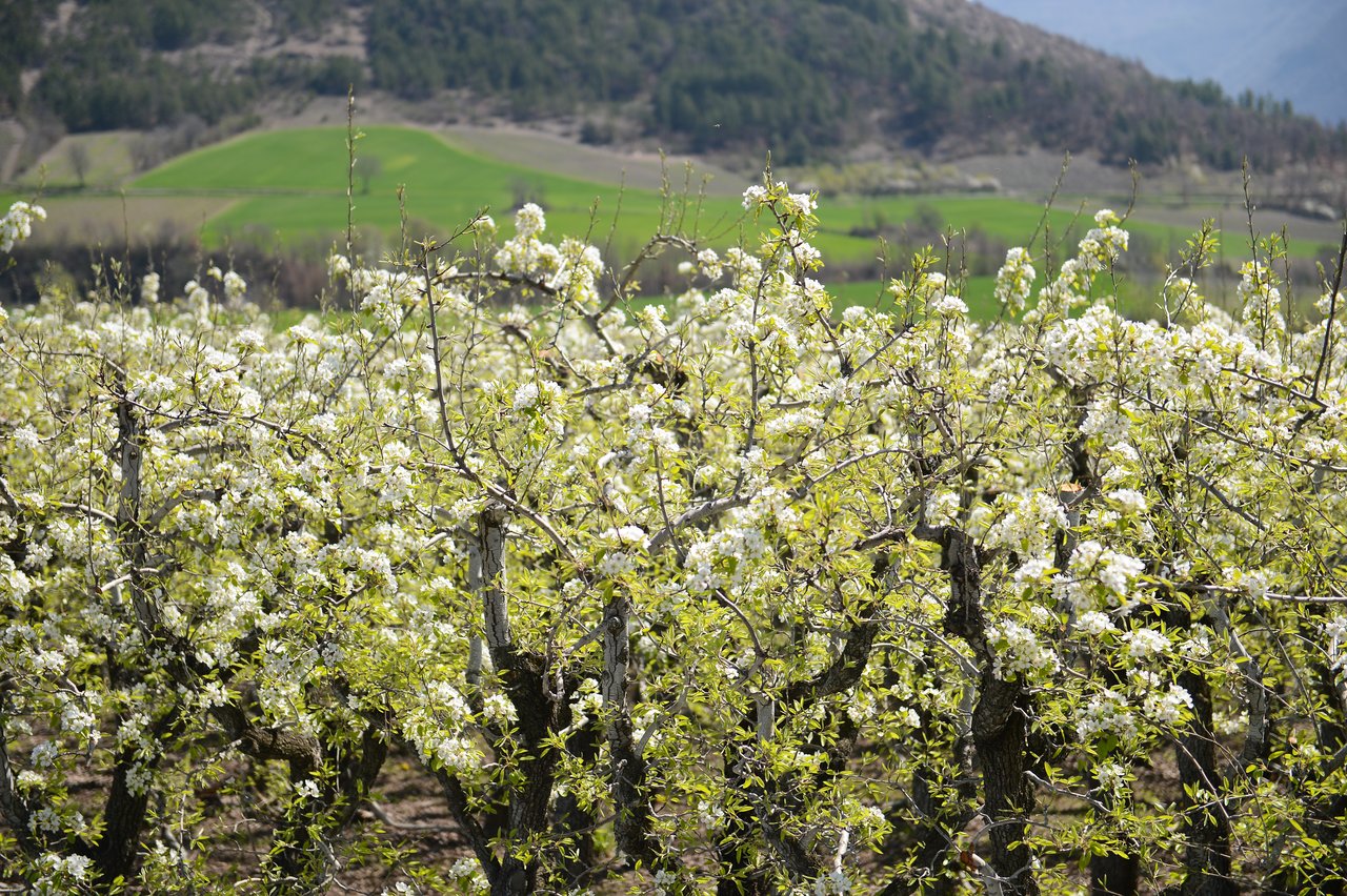 A field of trees covered in white blossoms with green hills in the background.
