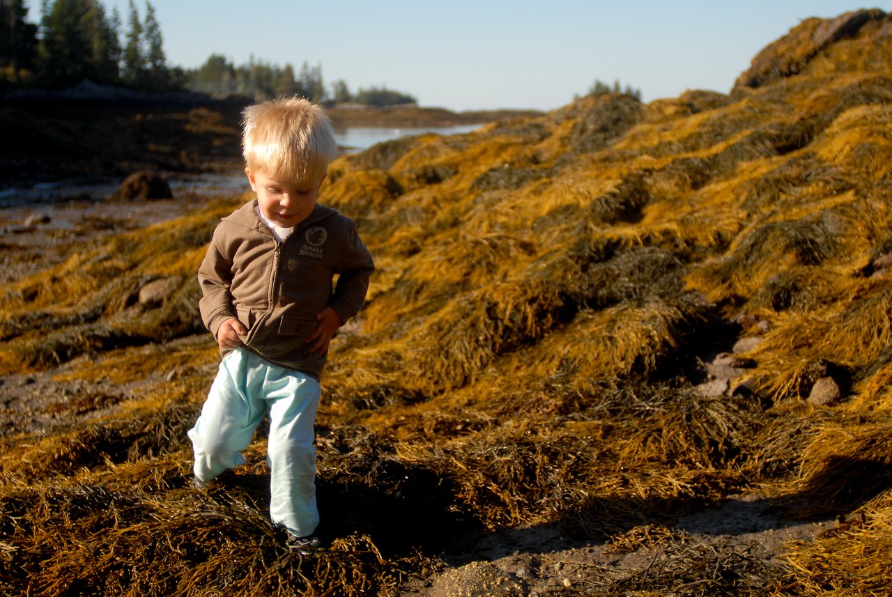 A young child in pyjamas walks on a rocky beach covered in seaweed, looking down while stepping carefully.