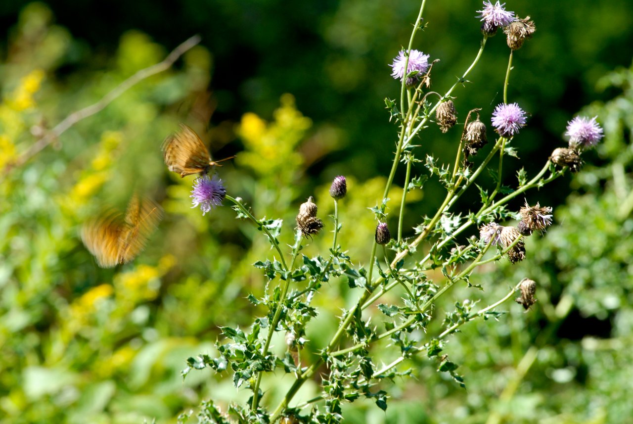 Two butterflies with blurred wings hover near a purple wildflower on a green, leafy plant.