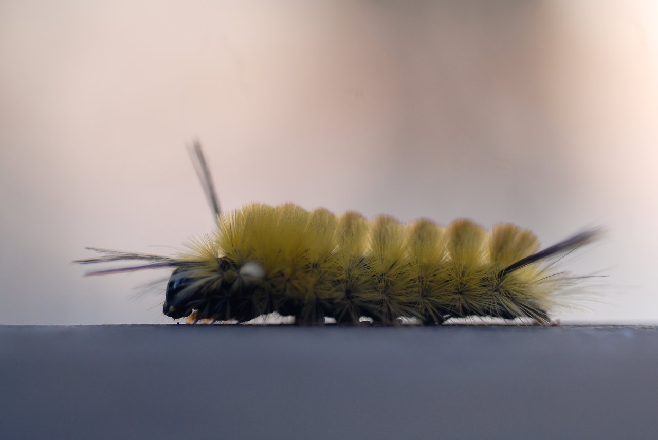 A fuzzy yellow caterpillar with black markings crawls along a smooth surface against a blurred background.