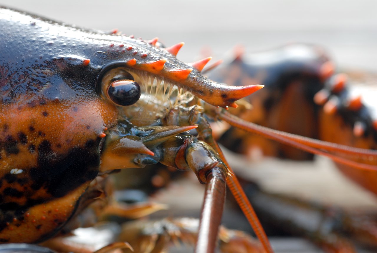 Close-up of a lobster's head, showing its eye, spiny shell, and antennae in sharp detail.