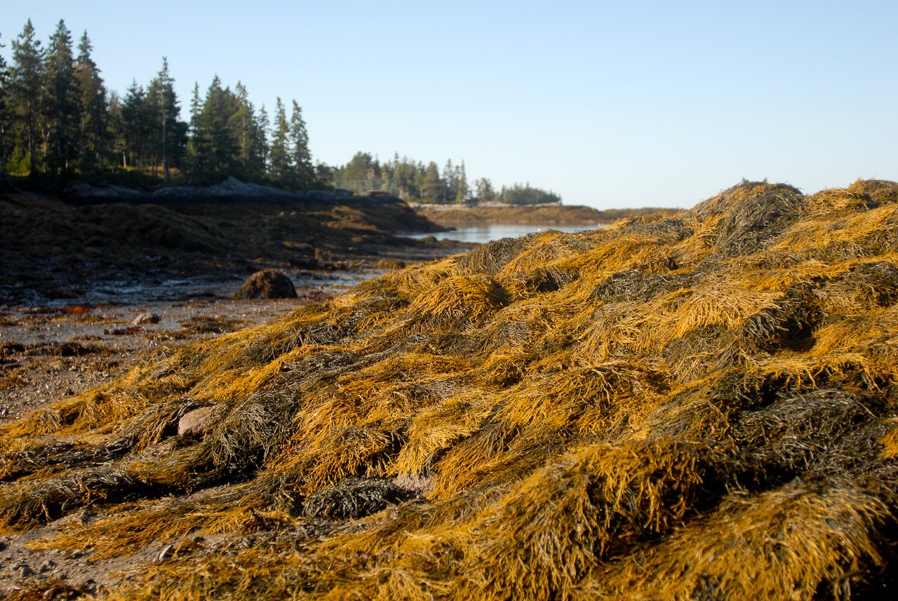Piles of seaweed cover the rocky shoreline at low tide, with trees and water visible in the background.