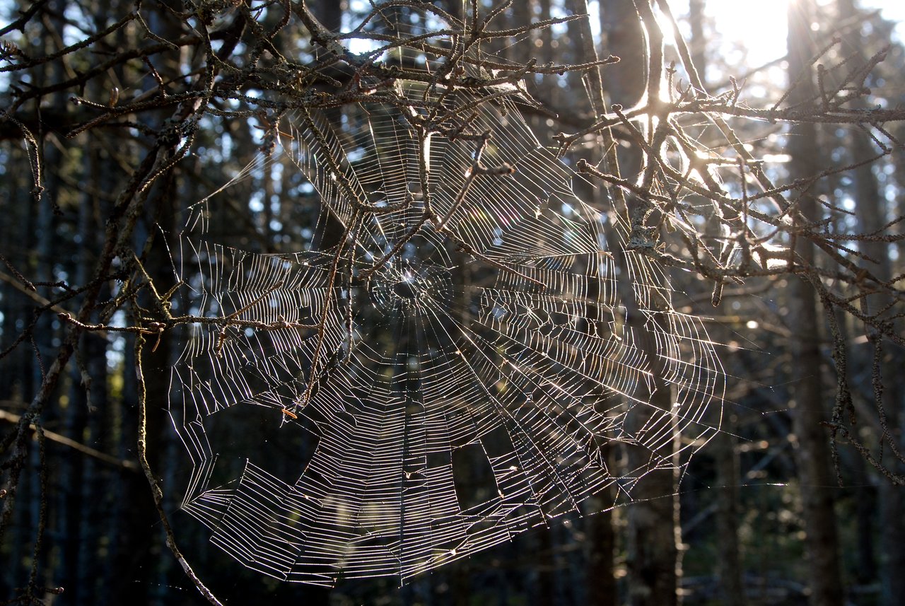 A delicate spider web with missing sections is stretched between thin branches, illuminated by sunlight in a forest.