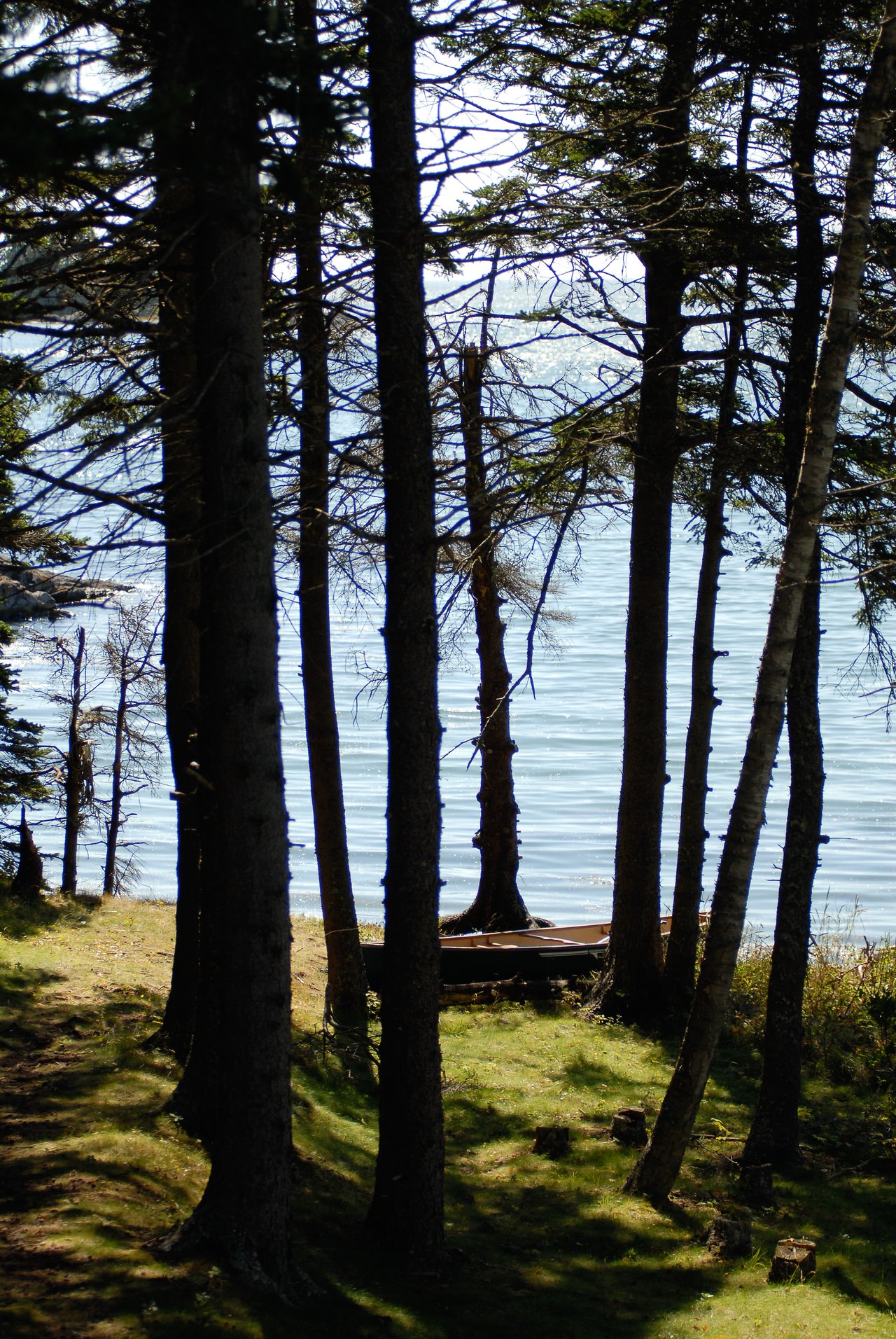 A small boat rests on the grassy shore, surrounded by tall trees, with calm water visible in the background.
