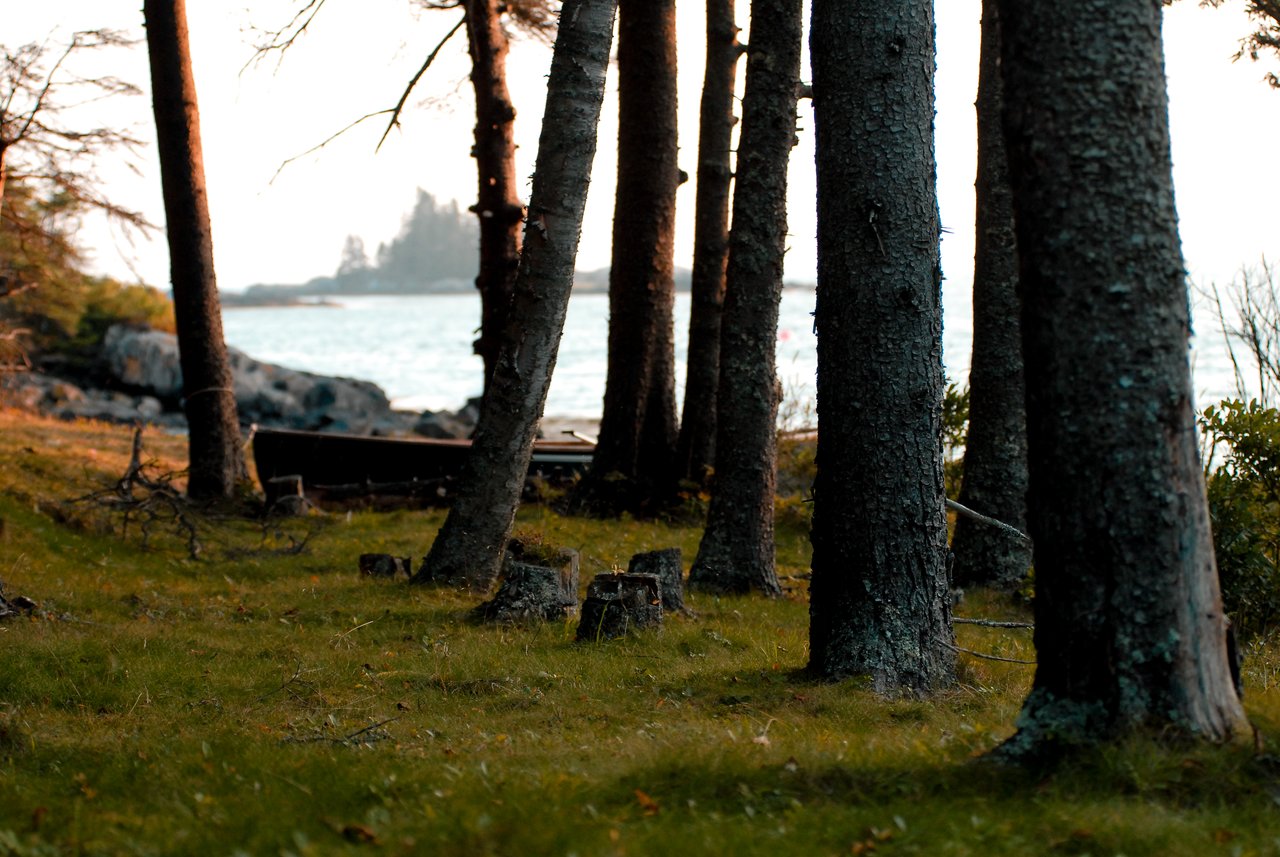 Tall trees frame a view of the water, with a small boat resting on the grassy shore.
