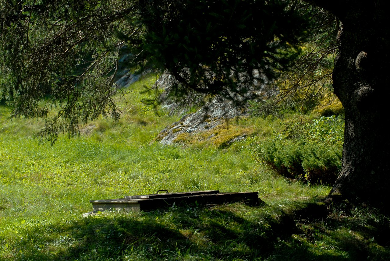 A covered well sits in a grassy area under the shade of a large tree.