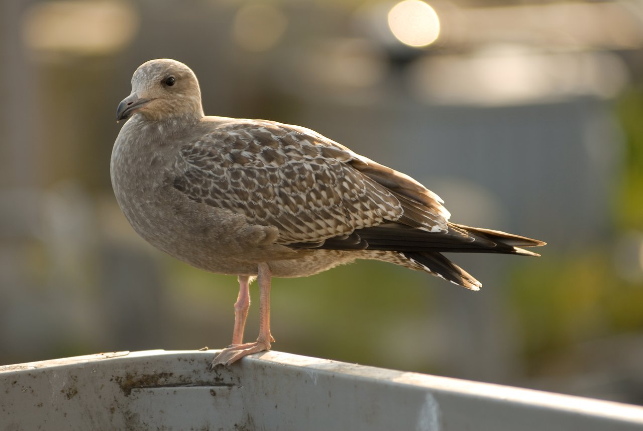 A young seagull with speckled feathers stands on the edge of a metal surface, looking to the side.