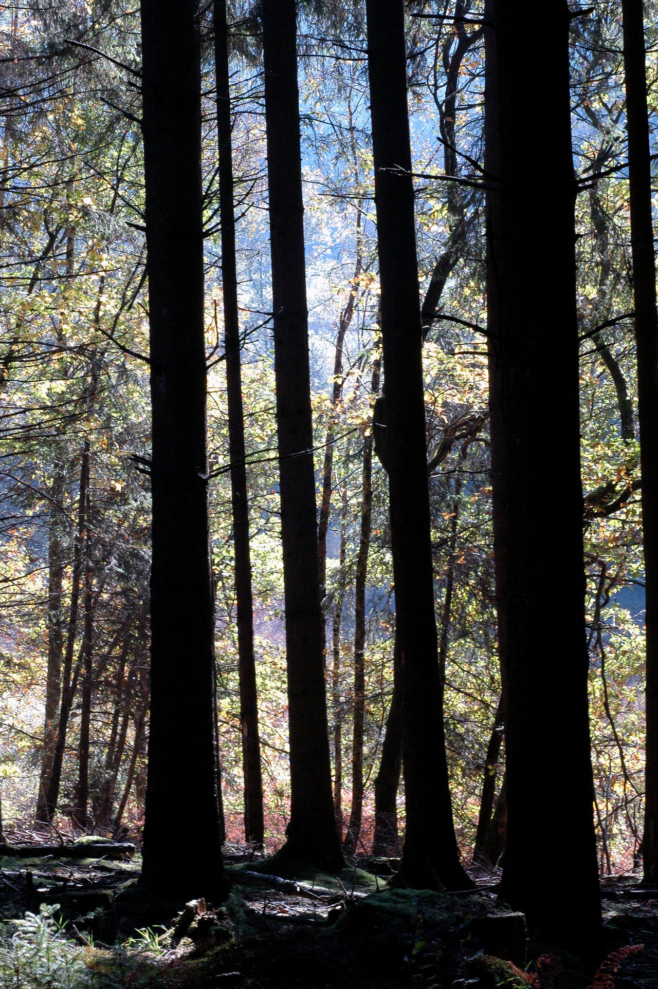 Tall trees with dark trunks stand in a dense forest, with sunlight filtering through the leaves in the background.