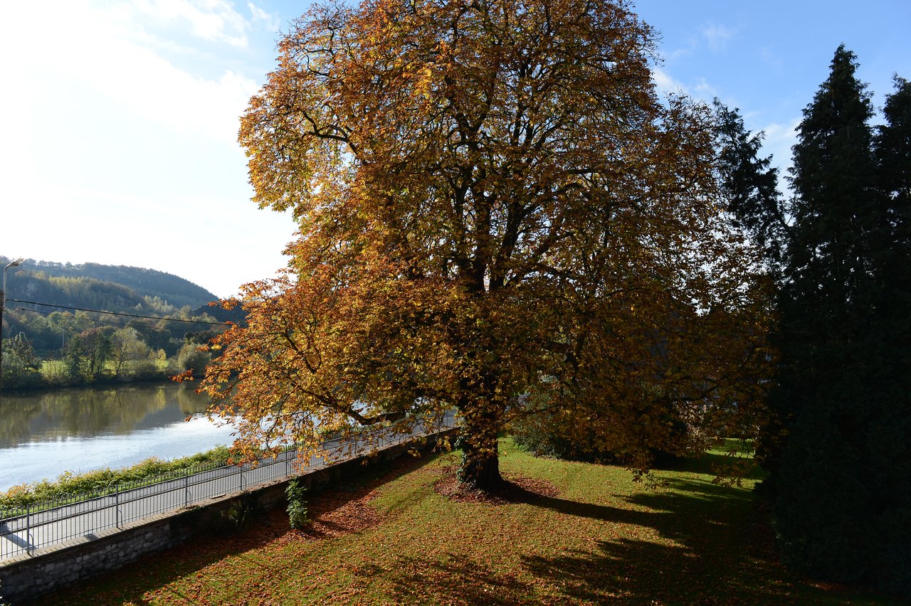 A large tree with autumn leaves stands near a river, casting shadows on the grass under a clear sky.