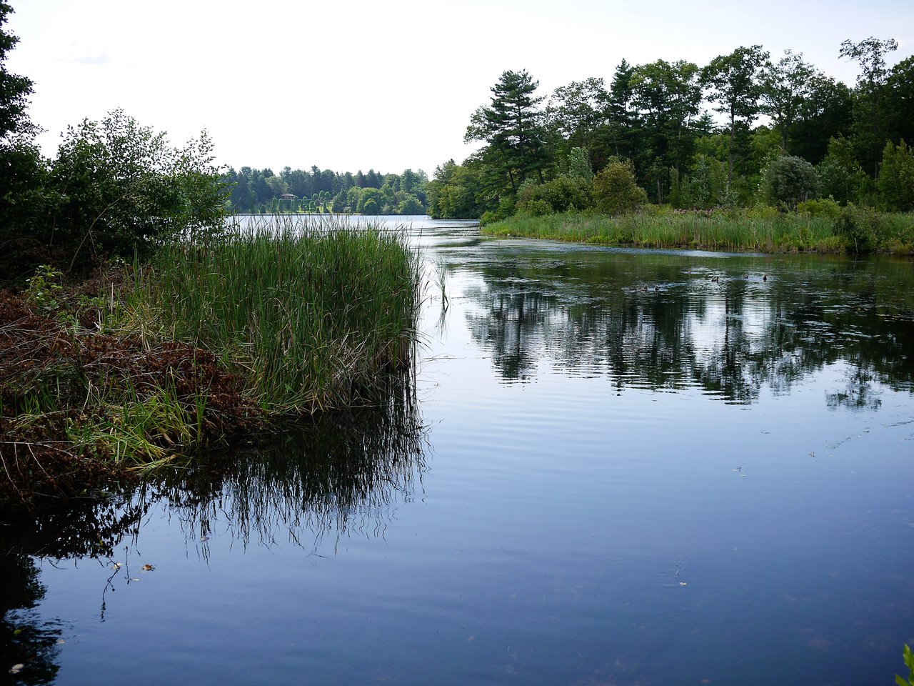 A calm lake surrounded by green trees and tall grasses, with ducks swimming in the water.