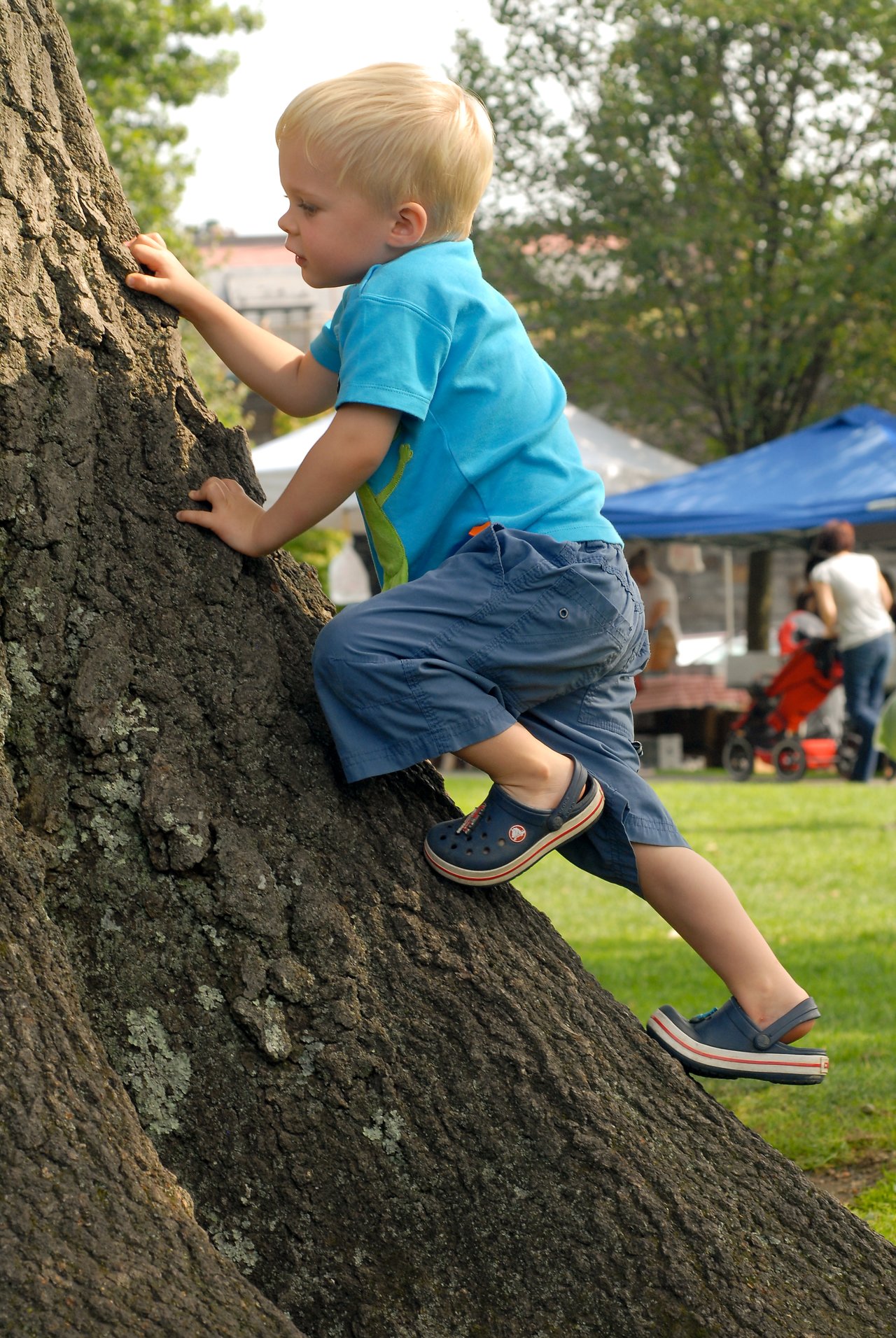 A young child in a blue shirt climbs a large tree, gripping the bark with hands and feet.