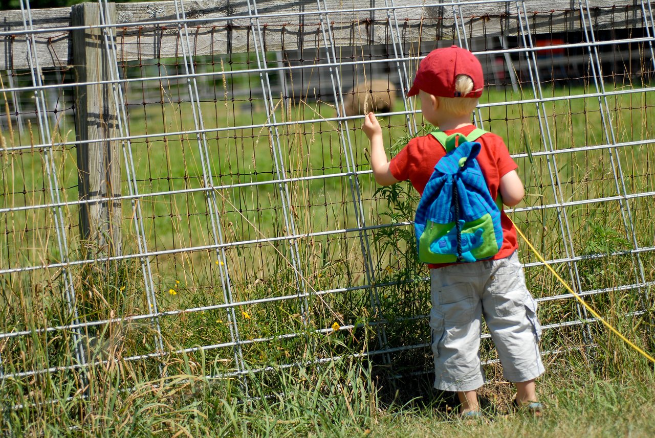 A young child wearing a red cap and blue backpack stands by a fence, reaching out towards an animal.