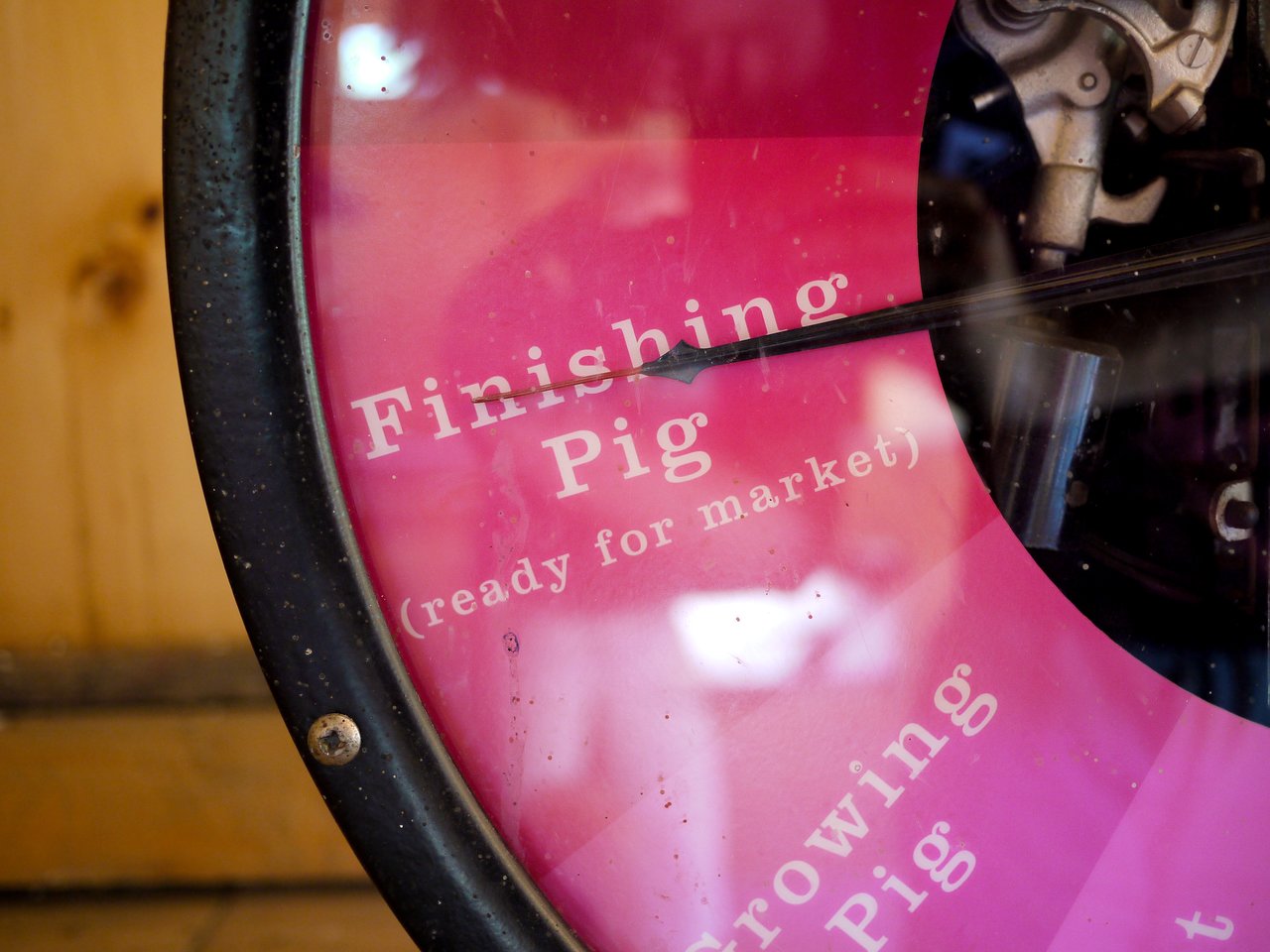 A scale with a dial pointing to "Finishing Pig (ready for market)" on a pink background.