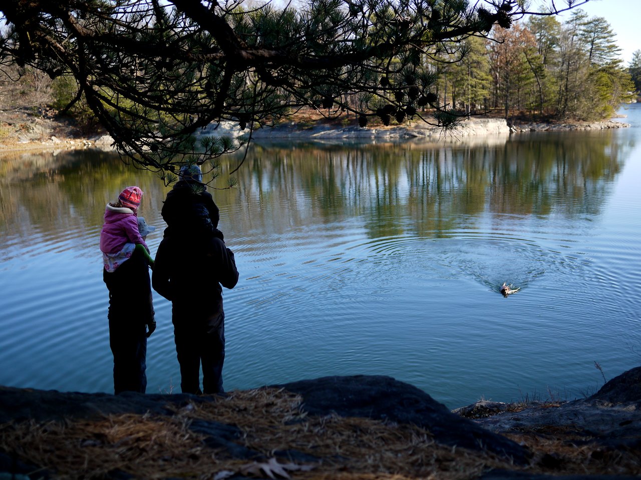 Two adults and a child stand by a calm lake, watching a duck swim in the water.