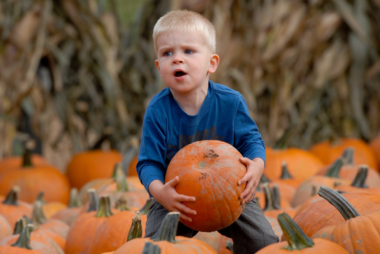 A young child in a blue shirt lifts a large pumpkin while standing in a pumpkin patch.
