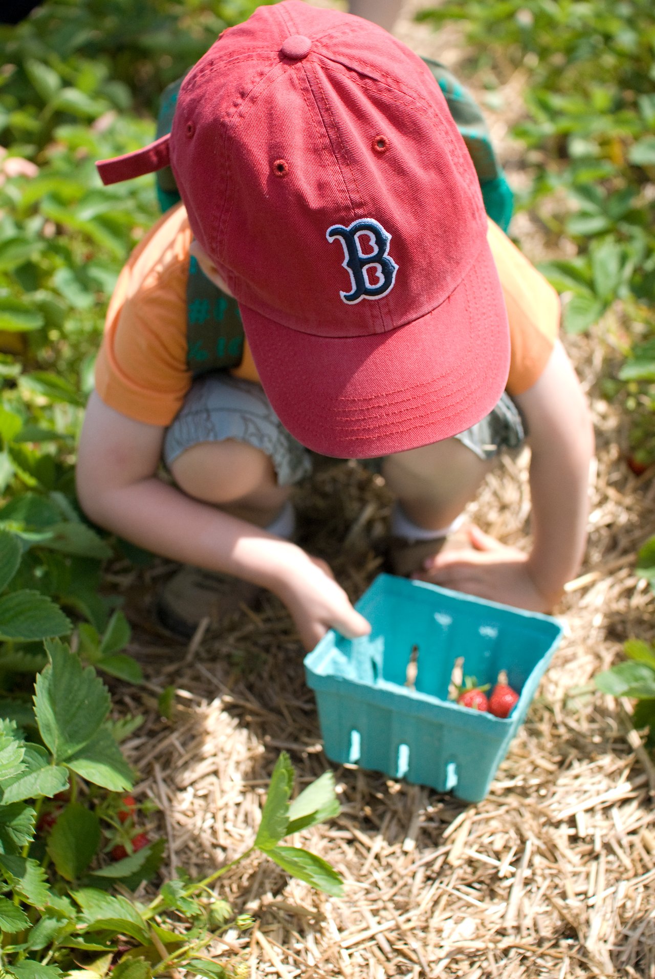 A child wearing a red cap picks strawberries and places them in a blue container at a farm.