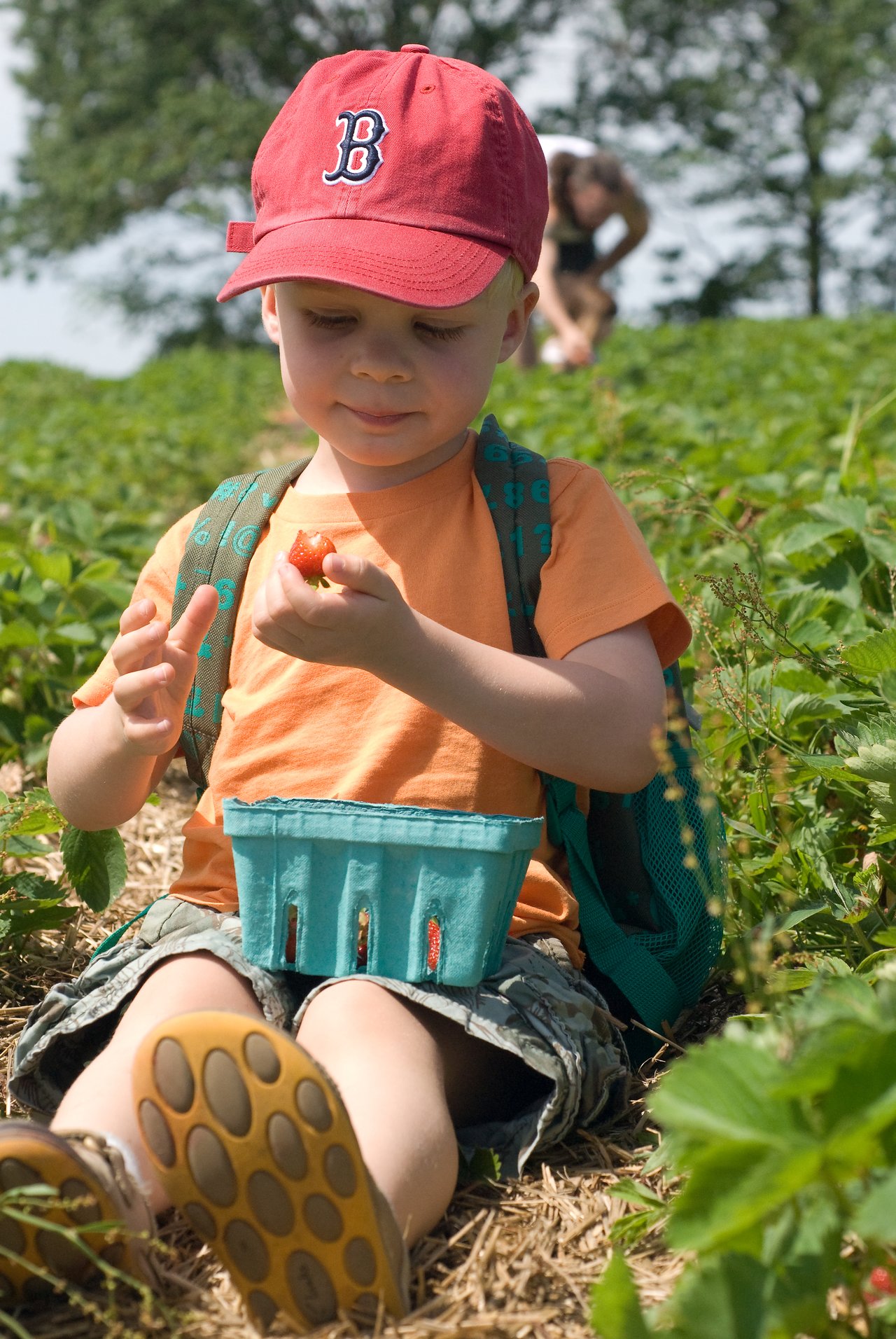 A young child sits in a strawberry field, holding a strawberry and placing it in a small basket.