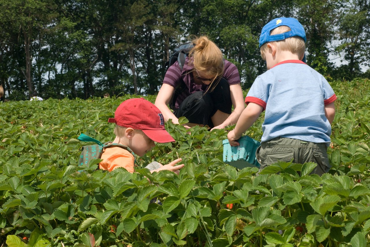 A woman and two young children pick strawberries in a field, placing them into small containers.