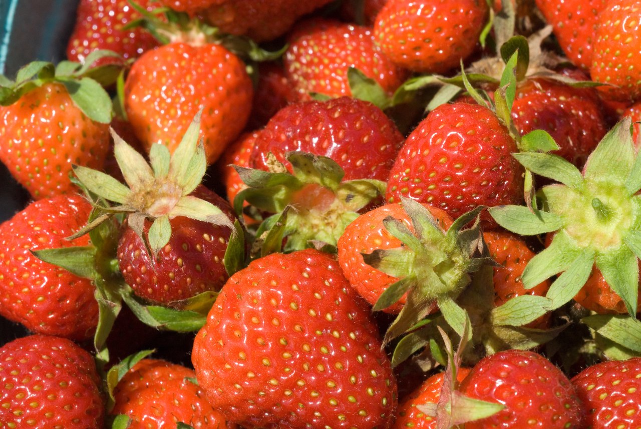 A close-up of freshly picked strawberries with green leaves still attached.