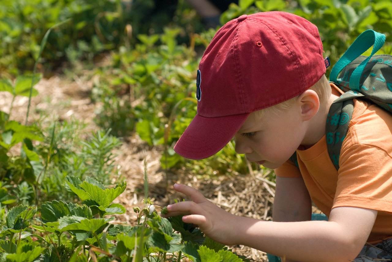 A young child in a red cap carefully picks strawberries in a field, wearing a backpack.