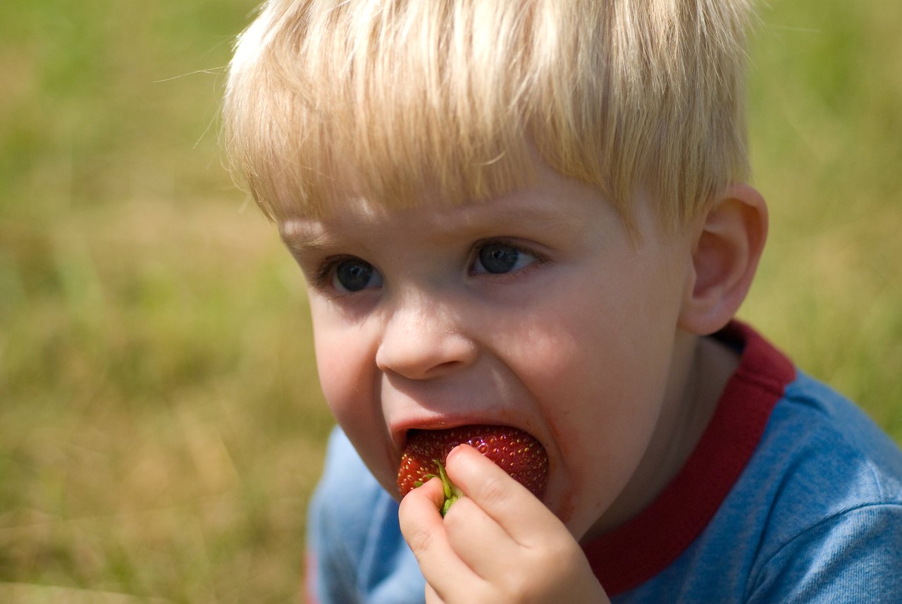 A young child in a blue and red shirt bites into a fresh strawberry outdoors.