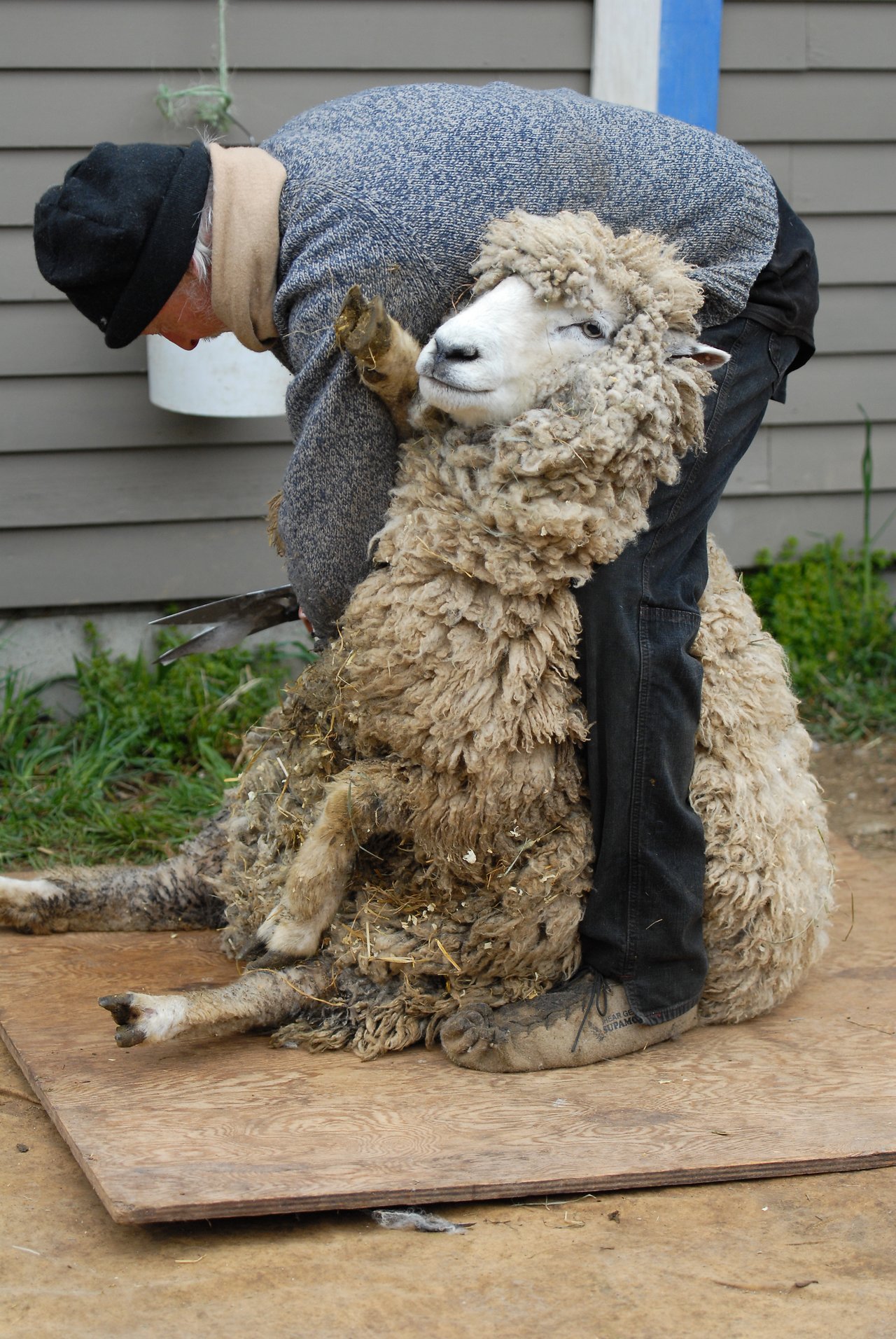 A person holds a sheep in place while trimming its thick, woolly coat with shears.