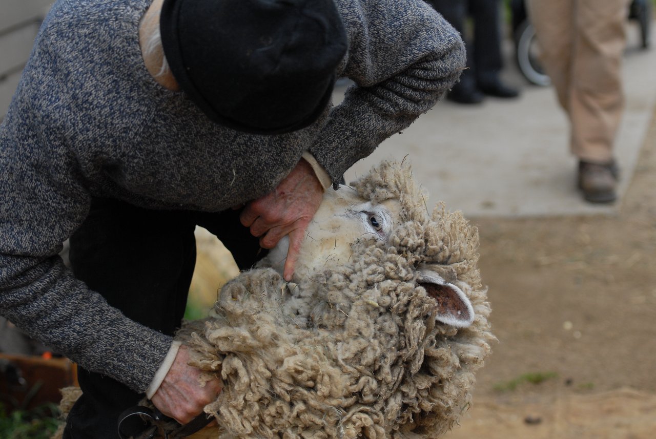 A person holds a sheep steady while shaving its thick wool with shears.