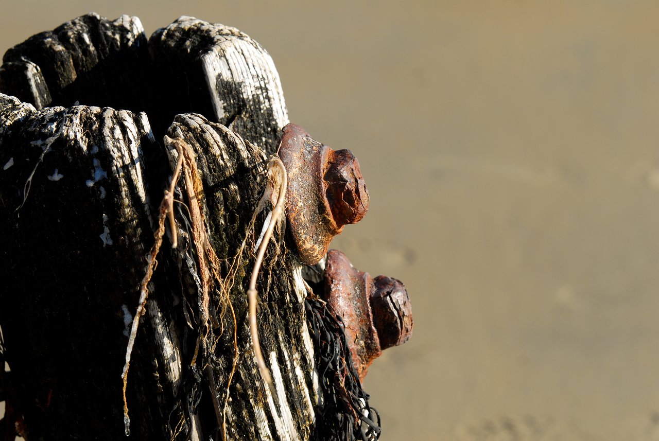 Close-up of a weathered wooden post with rusted bolts and tangled seaweed on a sandy beach.