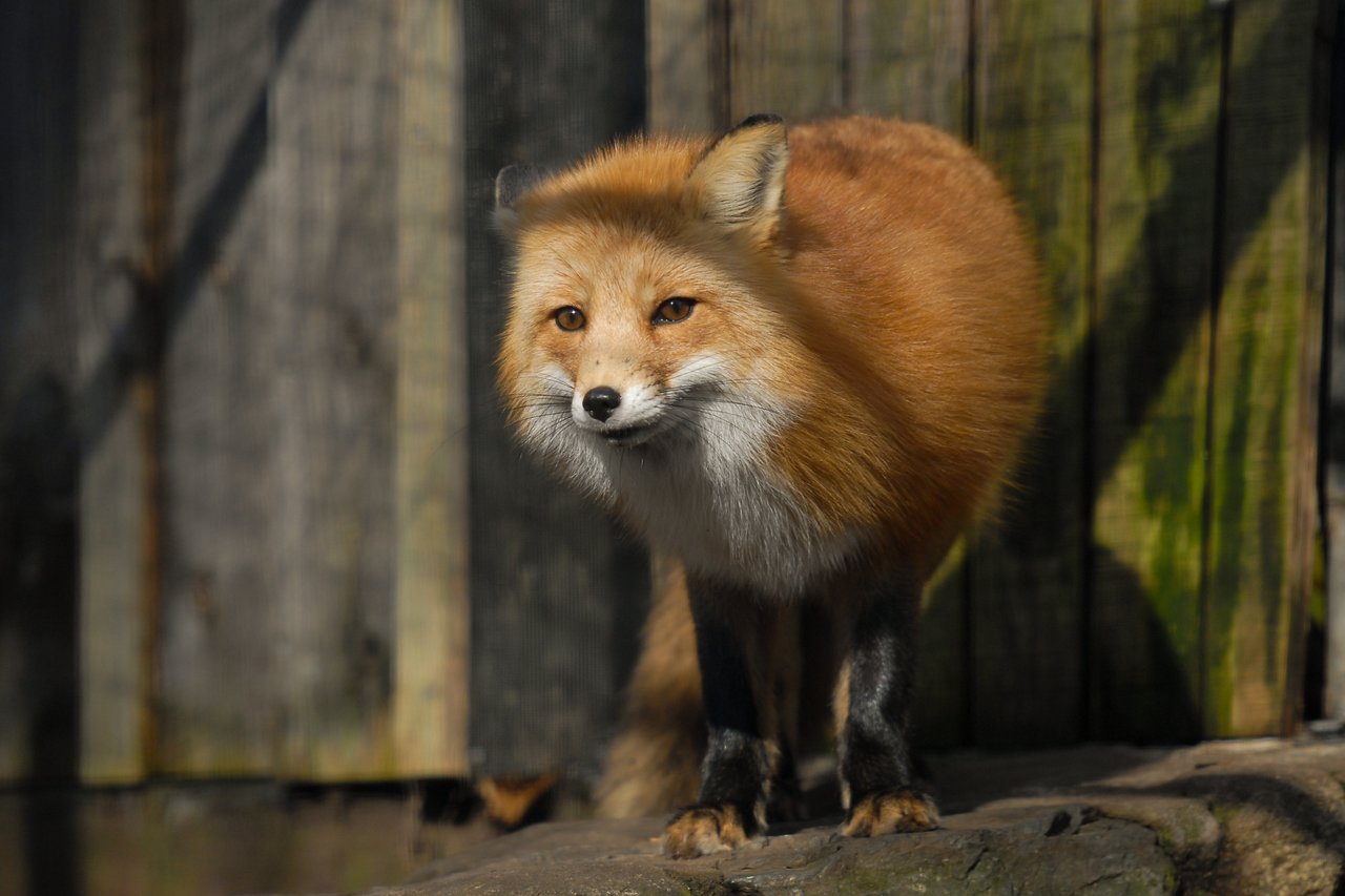 A red fox stands on a rock, looking forward with an alert expression.