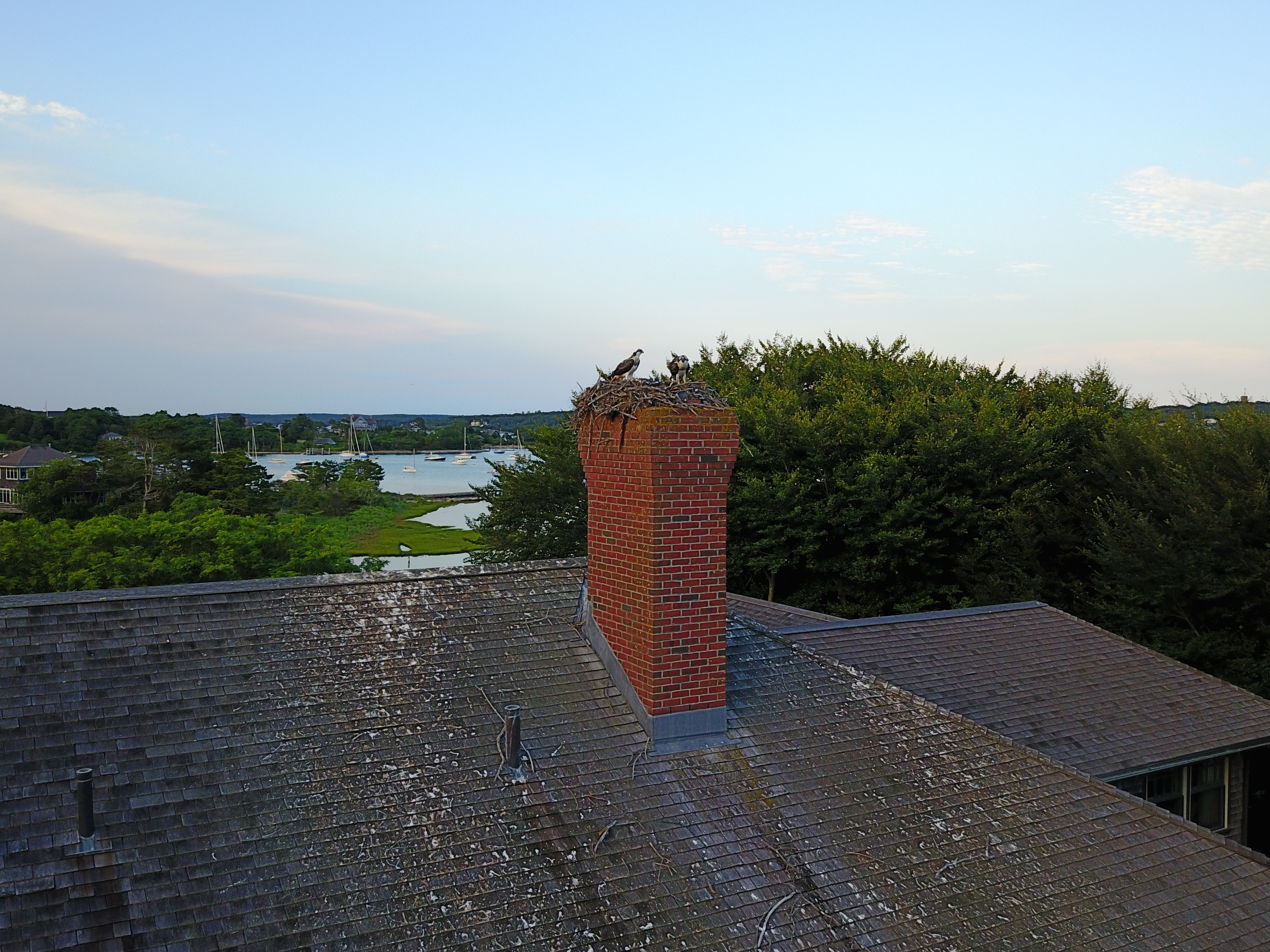 A bird and its chicks sit in a nest on top of a brick chimney overlooking trees and water.