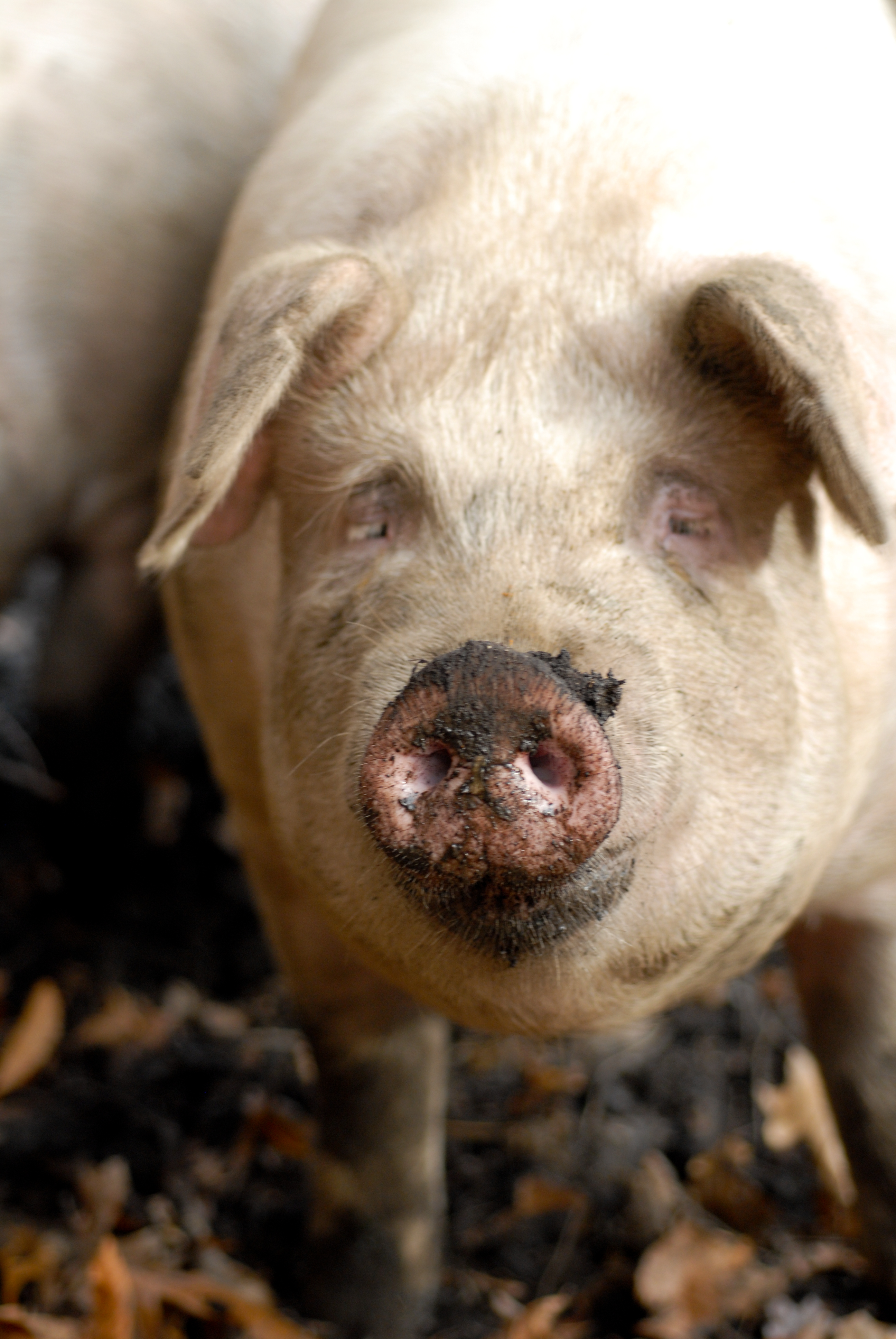 A close-up of a pig with a muddy snout, standing on the ground with leaves and dirt.