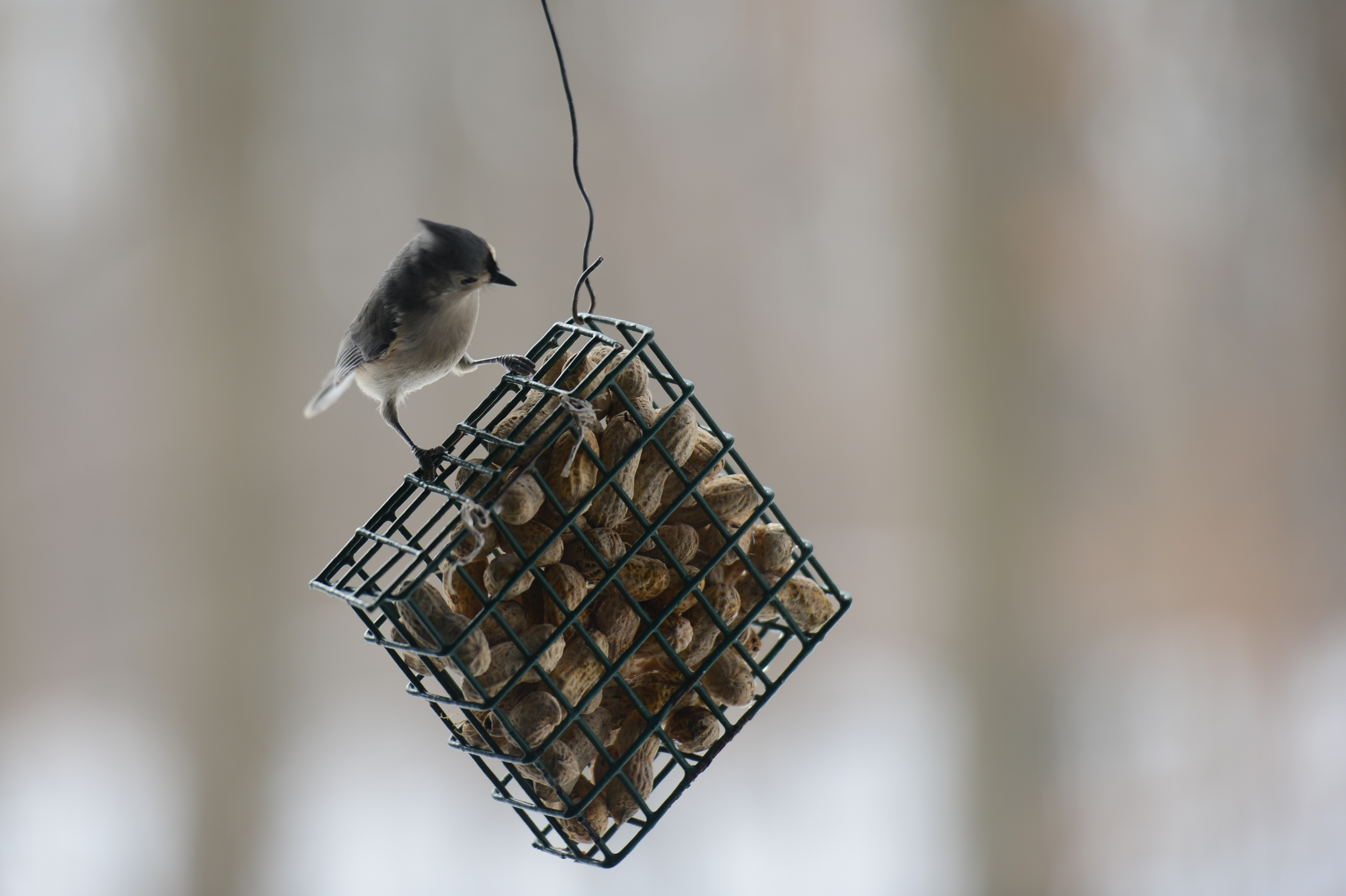 A small bird perches on a hanging feeder filled with peanuts, pecking at the food.
