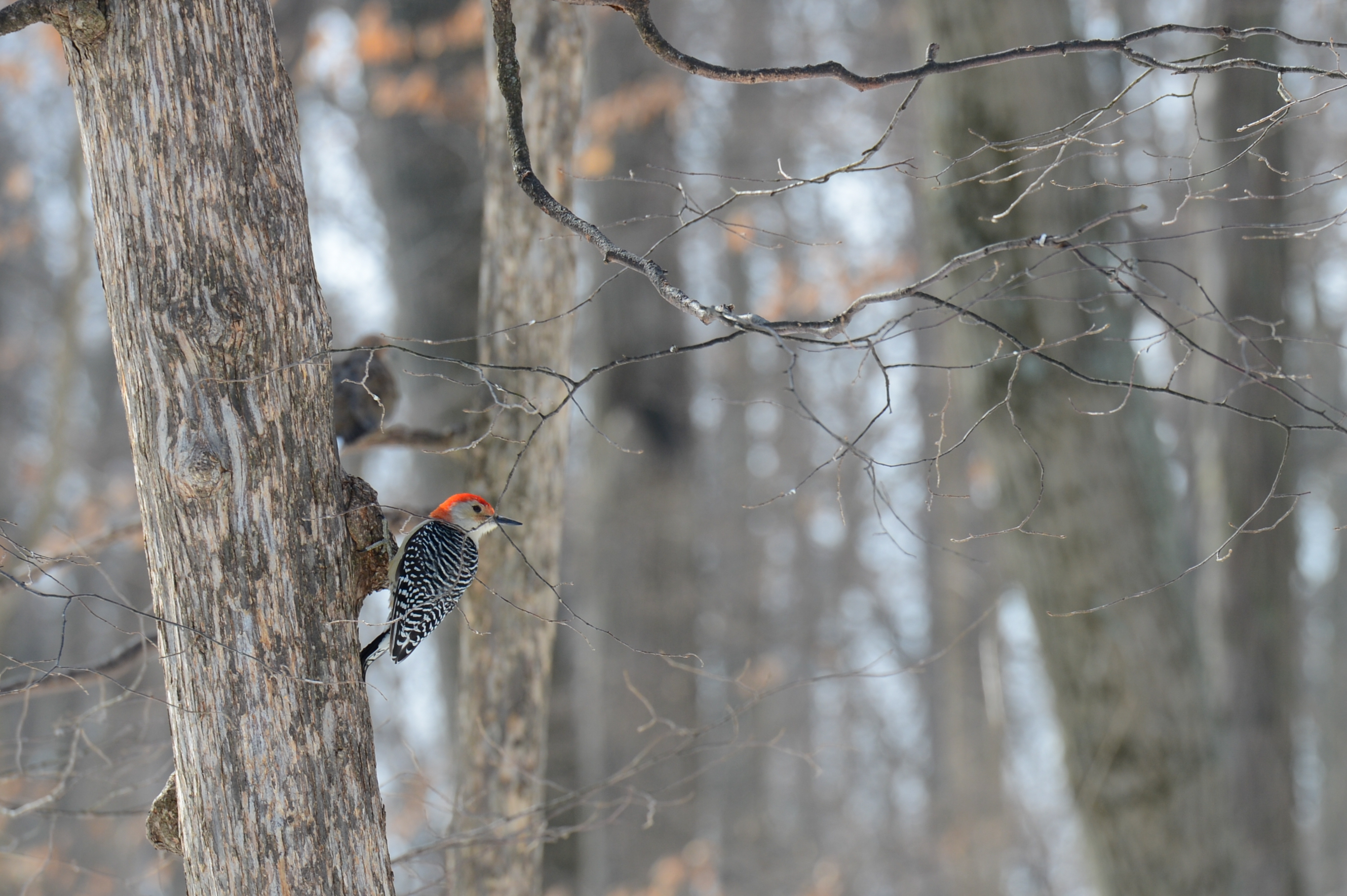 A woodpecker with a red head clings to a tree trunk in a wintery forest.