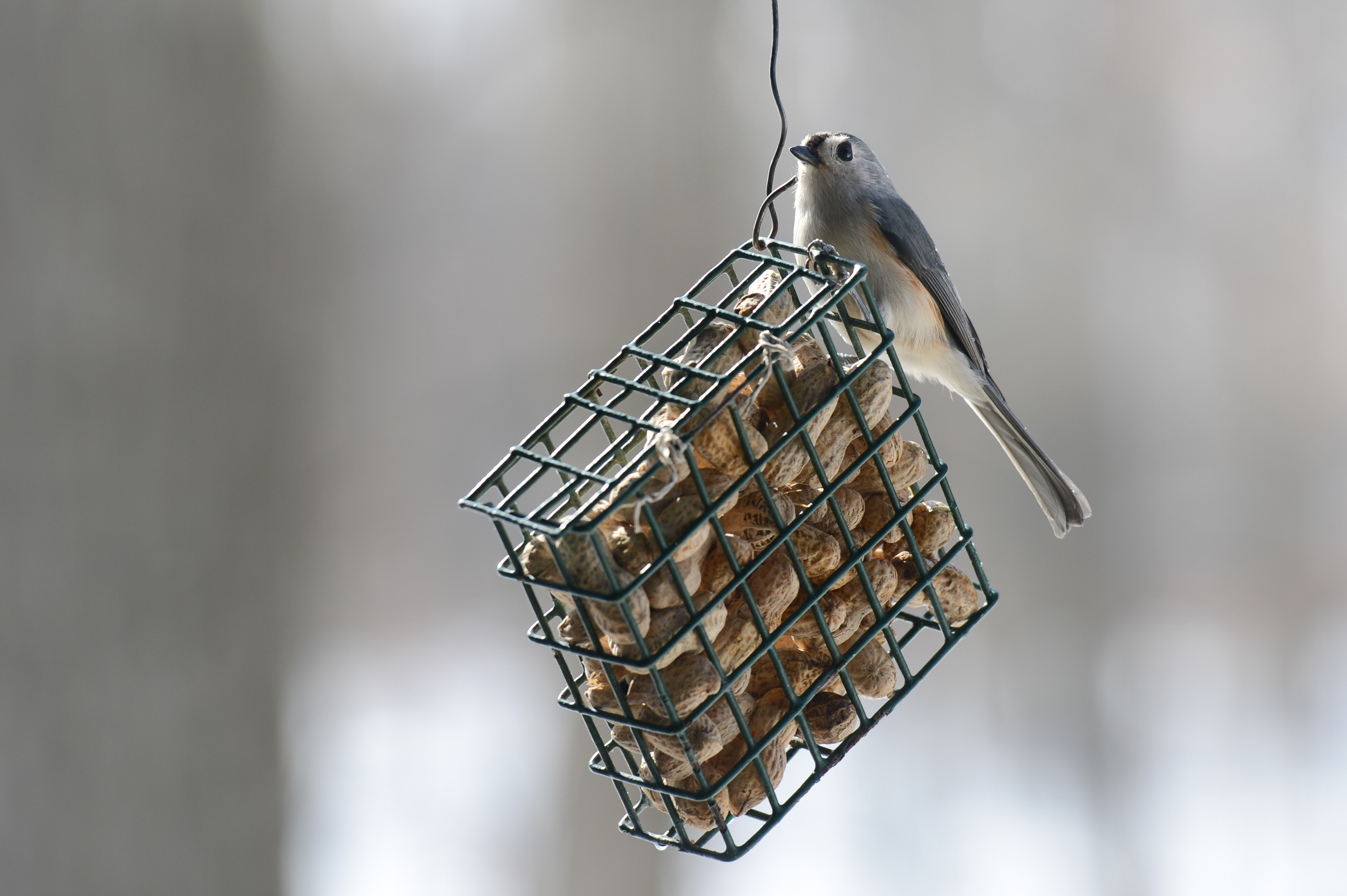 A small bird perches on a wire cage filled with peanuts, pecking at the food.