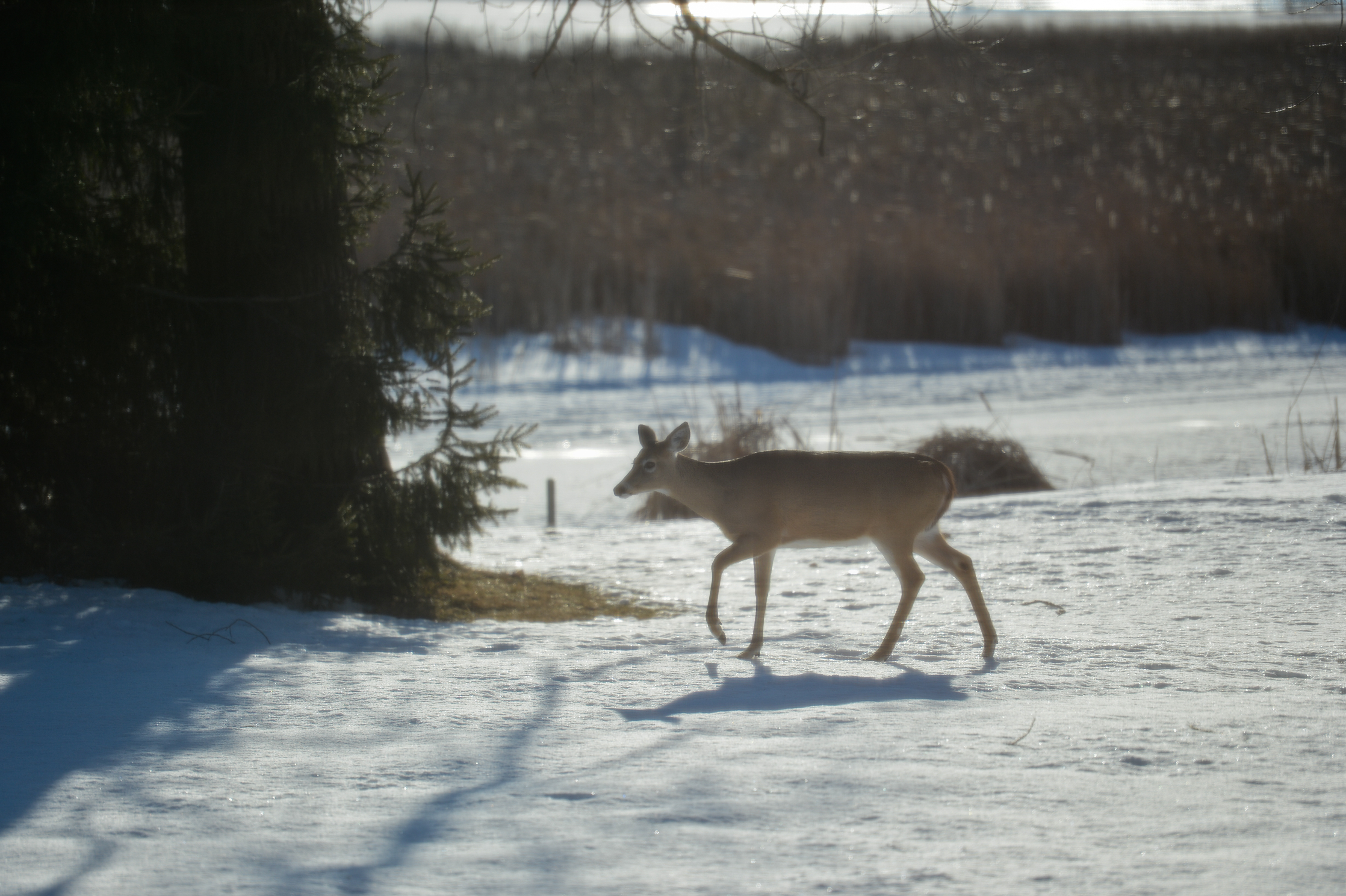 A deer walks across a snowy landscape near a tree, with sunlight casting shadows on the ground.