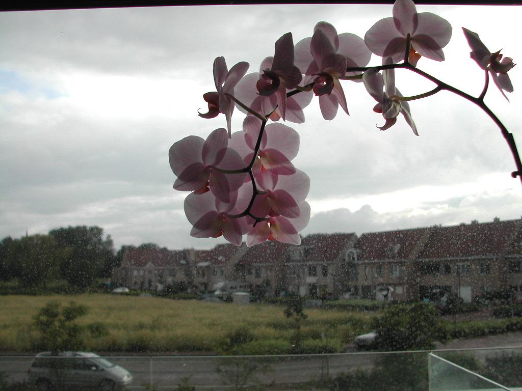 A pink orchid in front of a rainy kitchen window, overlooking houses and a field in the background.