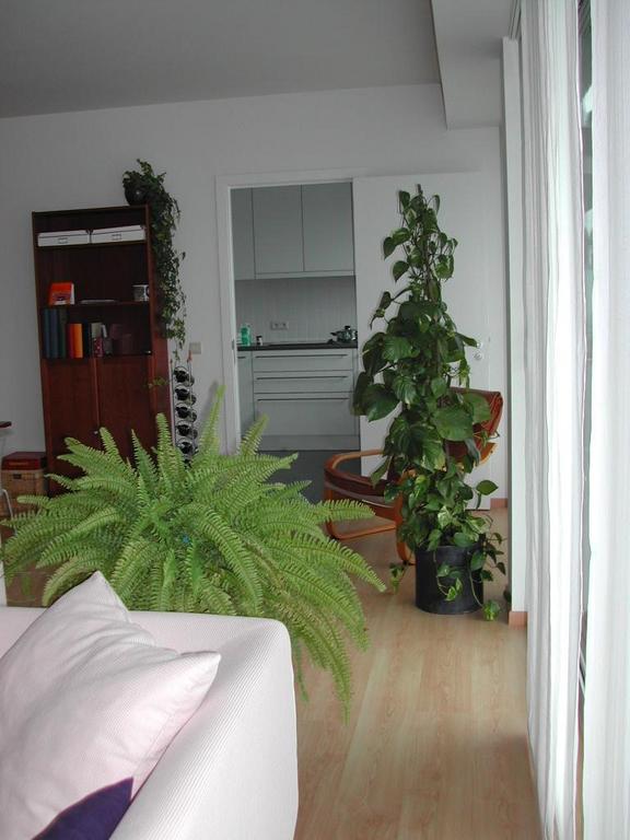 A living room with a white couch, large green plants, and a view into the kitchen in the background.