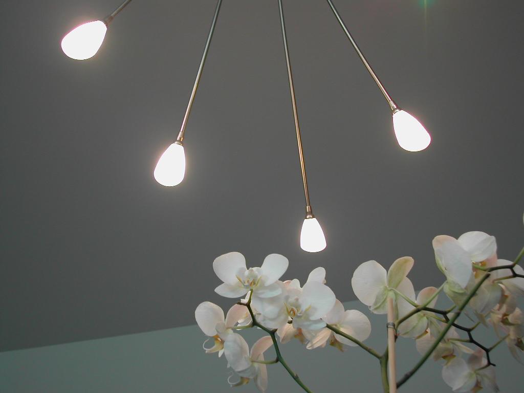 A modern ceiling light fixture with five illuminated bulbs hangs above white orchid flowers in the living room.
