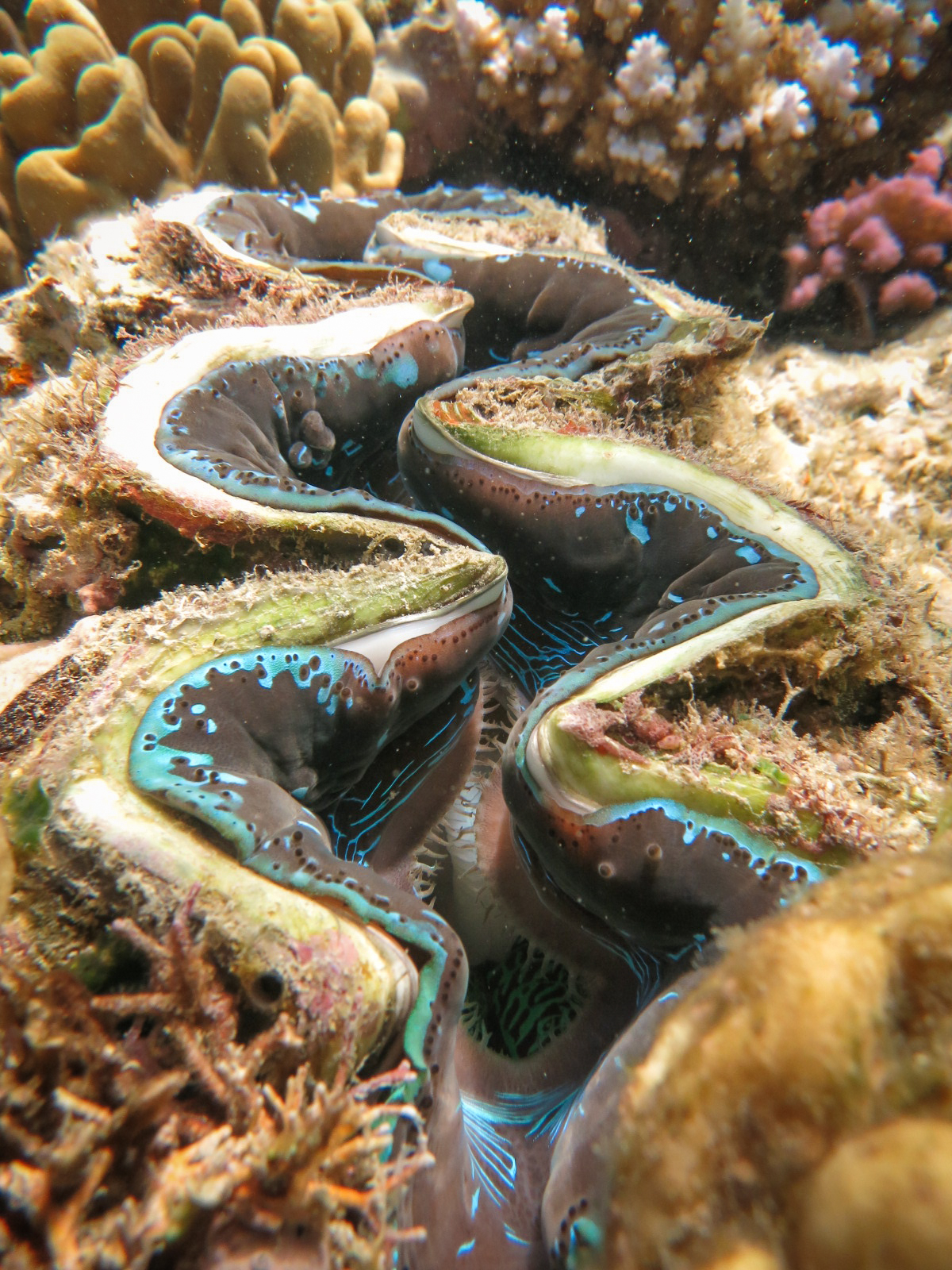 A giant clam with a colorful, patterned mantle is partially open on a coral reef.