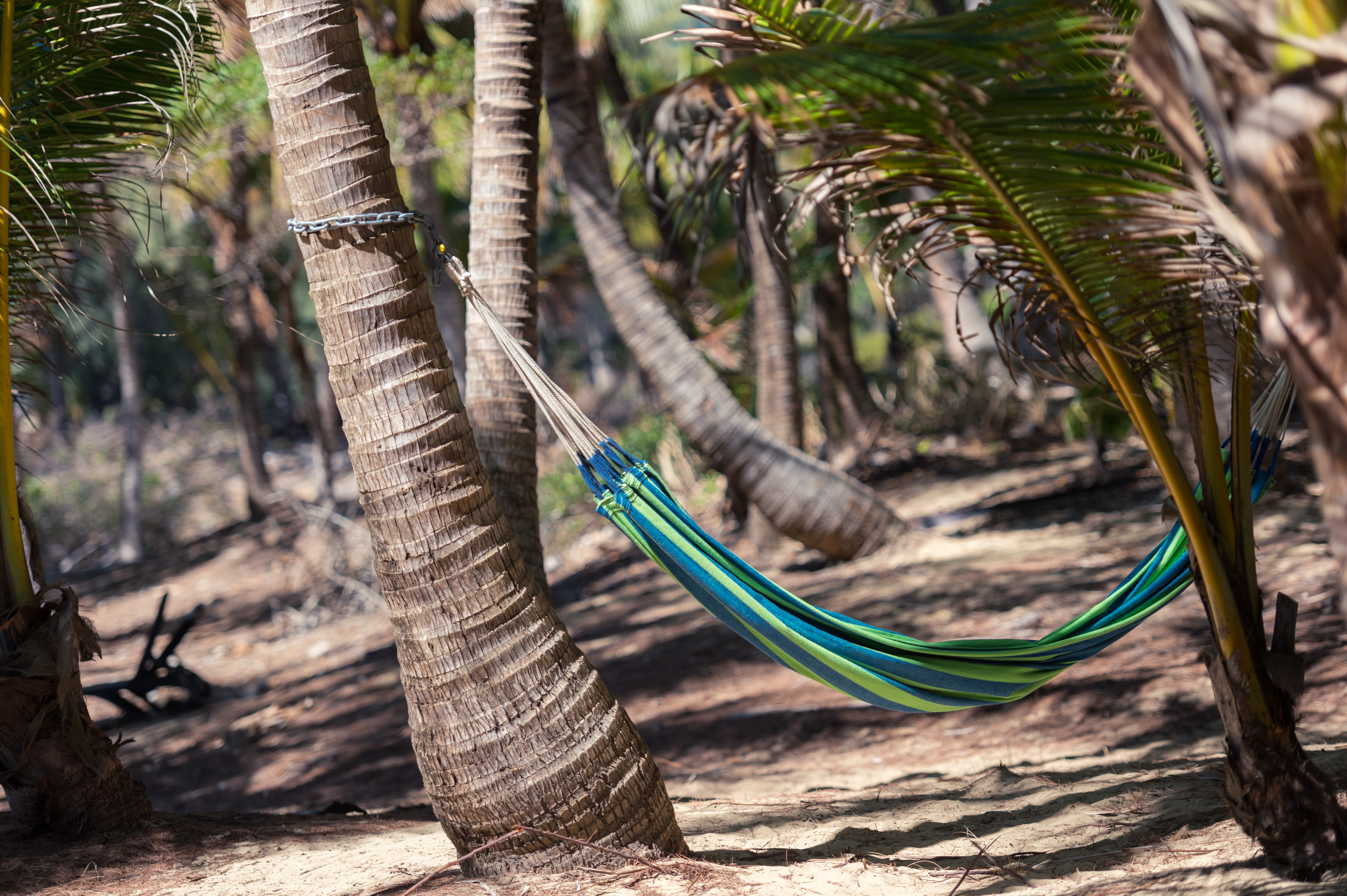 A blue and green hammock is tied between two palm trees on a sandy ground.
