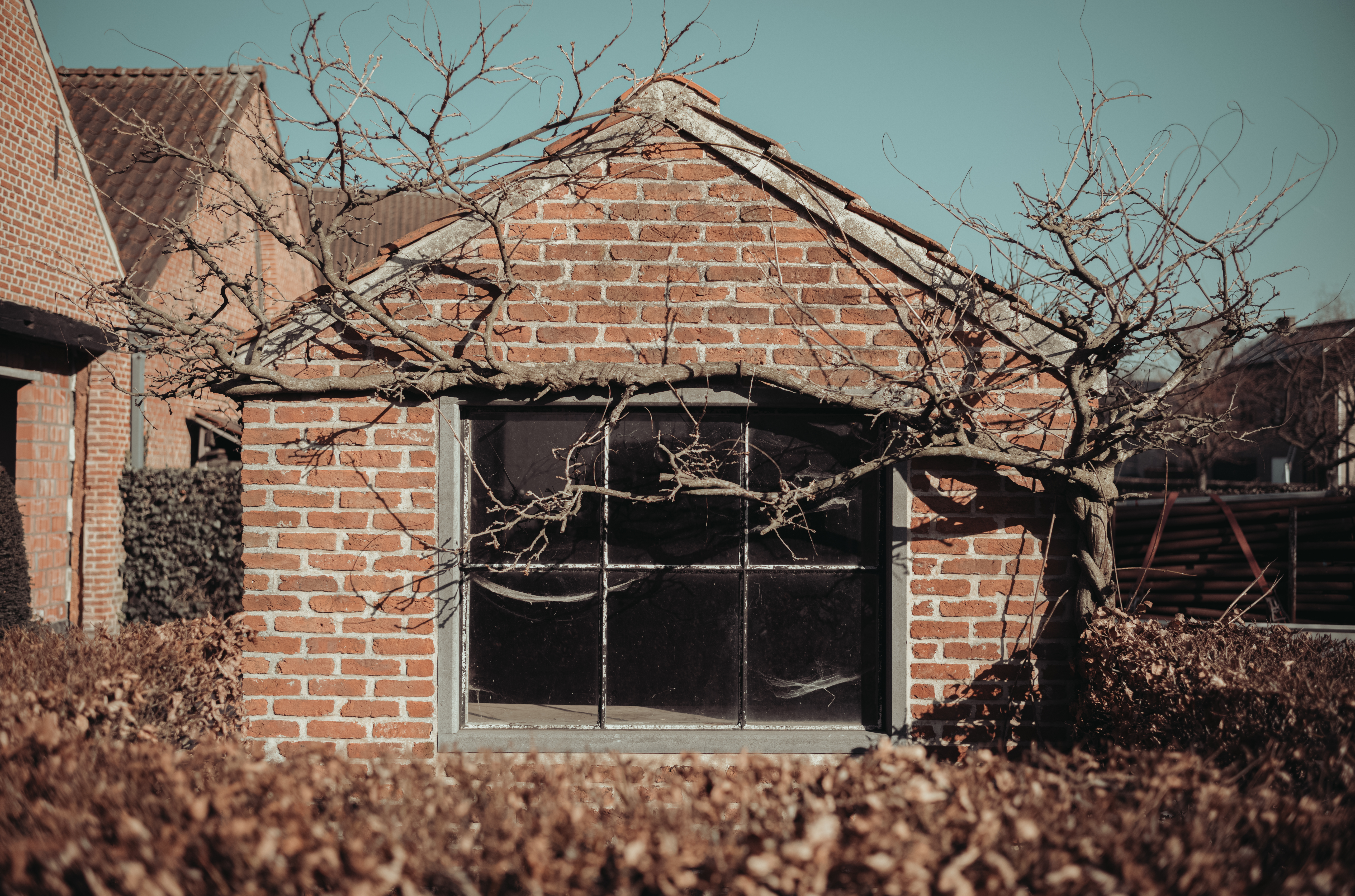 A small brick shed with a large window, surrounded by bare vines, set to be removed for a garage.